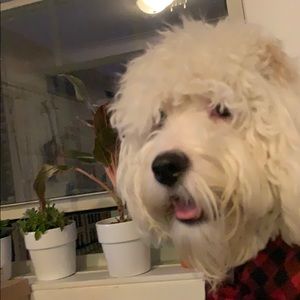 Meet your Posher, Austin